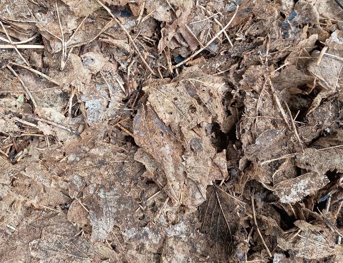 Květináři z Prahy varují: nikdy tímto jedním směrem nepolévejte listy - image 1