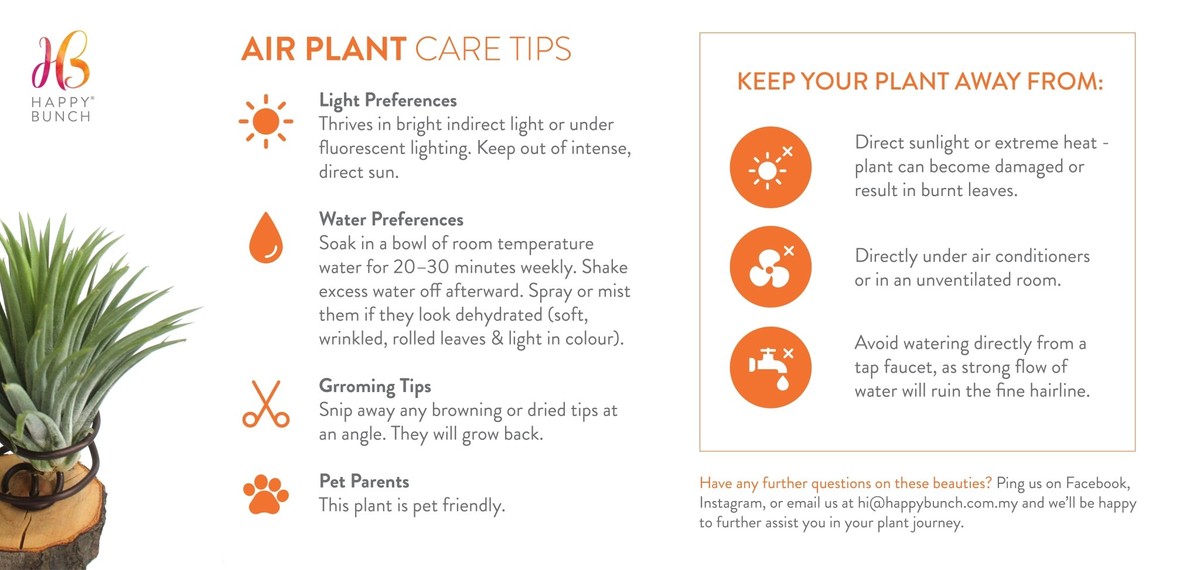 Květináři z Prahy varují: nikdy tímto jedním směrem nepolévejte listy - image 2