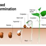 Lahev s vodou na klíčích: jednoduchý způsob, jak zrychlit klíčení semen