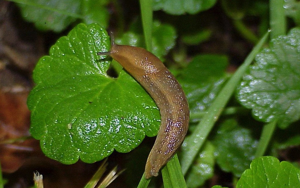 Ledový párek v záhradě: geniální trik zahradníků proti slimákům - image 2