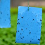 Modrý papír kolem rajčat převrací přírodu na vaši stranu