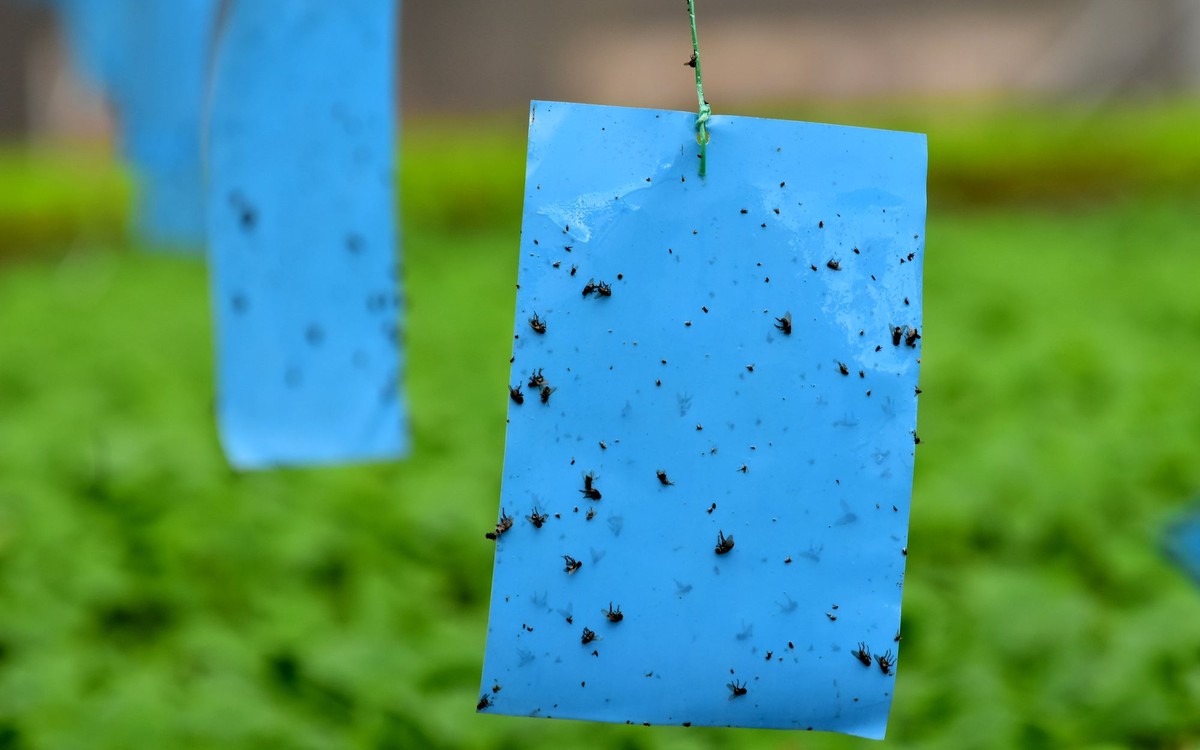 Modrý papír kolem rajčat převrací přírodu na vaši stranu
