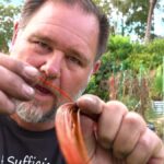 Mosazný drát kolem hlízy – proč to zastaví škůdce lépe než sprej