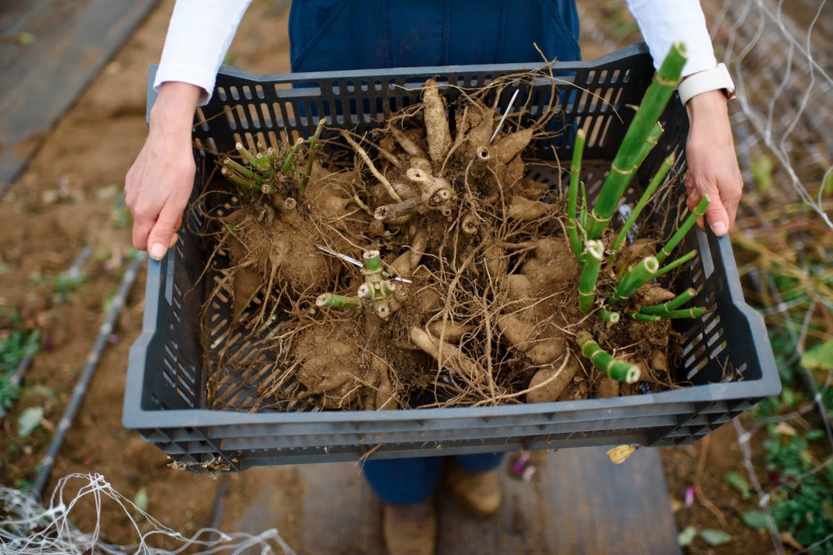 Mosazný drát kolem hlízy – proč to zastaví škůdce lépe než sprej - image 2