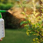 Mýdlová voda proti škůdcům: recept, kterého se brání agrární průmysl