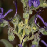 Ocet a soda na trávu: proč to funguje lépe než drahé herbicidy