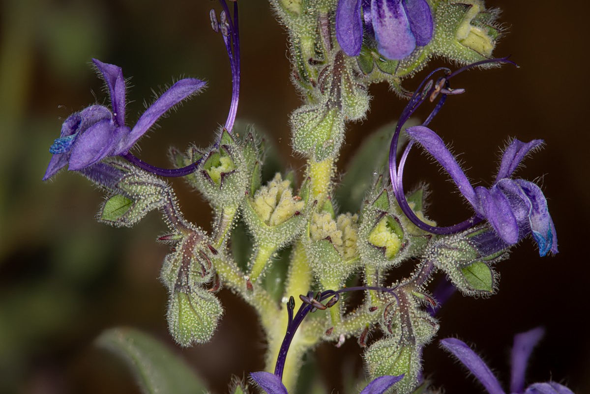 Ocet a soda na trávu: proč to funguje lépe než drahé herbicidy