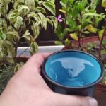 Ocet do květináčů: proč to dělají všichni zkušení zahradníci