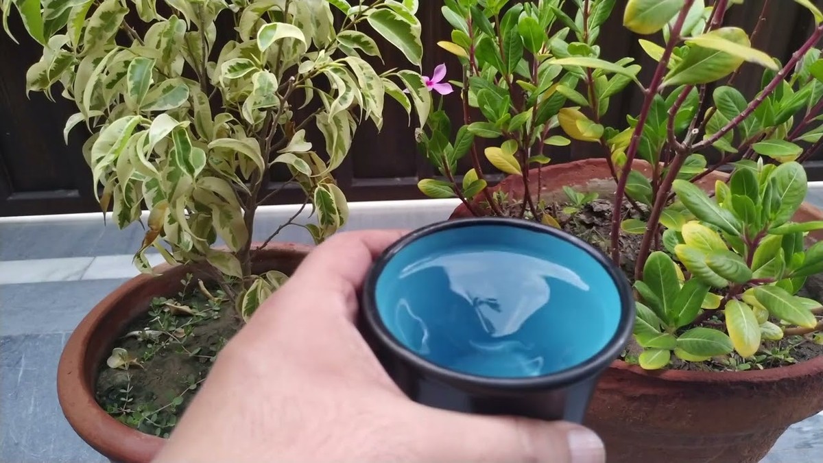 Ocet do květináčů: proč to dělají všichni zkušení zahradníci