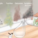 Ocet v postřiku: jak to zničí plíseň bez jedovatých látek