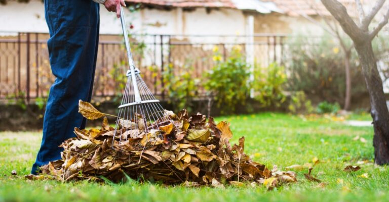 Pálená soda do zahrady: jednoduchý trik proti plísním