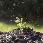 Papírová páska pod květiny? Jak zadržuje vlhkost měsíce déle