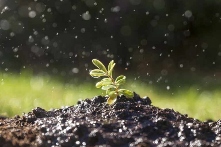 Papírová páska pod květiny? Jak zadržuje vlhkost měsíce déle