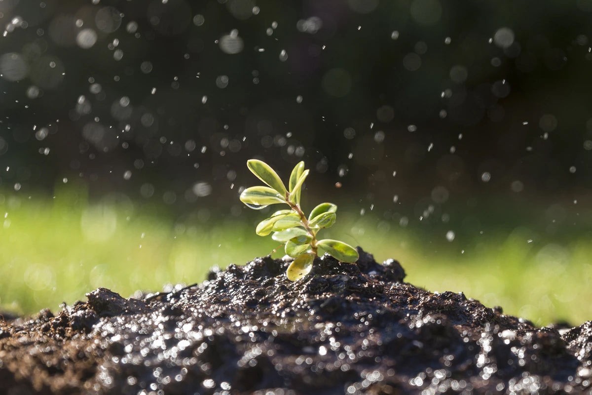 Papírová páska pod květiny? Jak zadržuje vlhkost měsíce déle