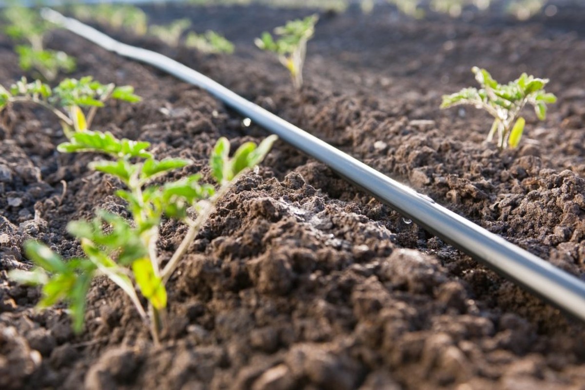 Papírová role pod rajčaty? Proč zahradníci šetří 40% vody za sezonu - image 1