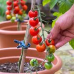 Papírová utěrka pod rajčata v květináči? Ušetří vám polovinu zalévání