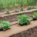 Papírový film na záhonech: tajemství českých farmářů proti plevelům