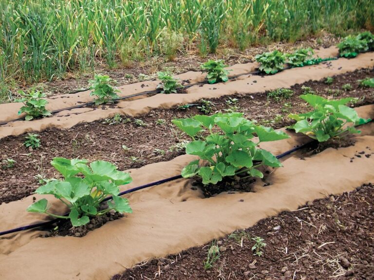 Papírový film na záhonech: tajemství českých farmářů proti plevelům