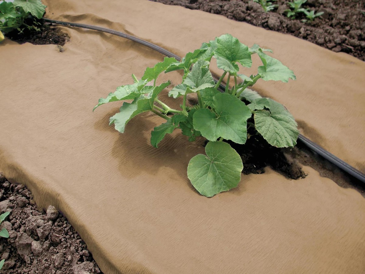 Papírový film na záhonech: tajemství českých farmářů proti plevelům - image 1