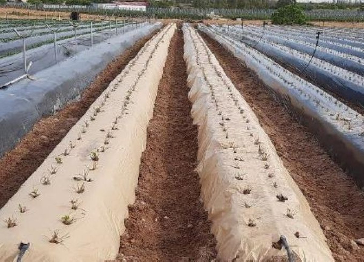 Papírový film na záhonech: tajemství českých farmářů proti plevelům - image 2