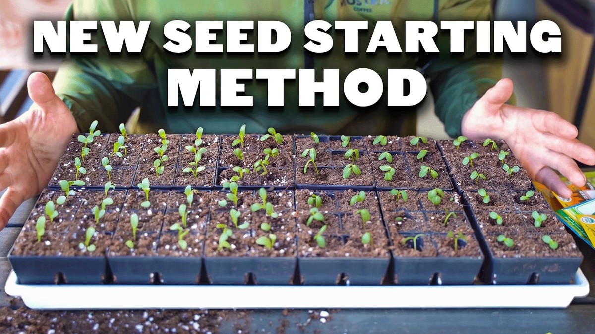 Papírový ručník namísto substrátu: trik s domácím počátkem semen, který šetří desetikoruny - image 2