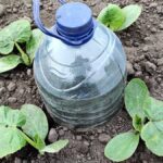 PET lahve převrácené v zemi? Tajný hydratační systém zahradníků na dovolené