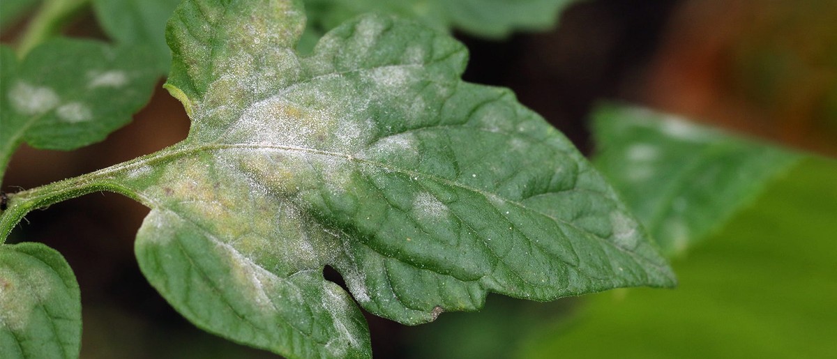 Použité čajové sáčky na rajčatech? Hasiči rostlin jsou na cestě - image 2