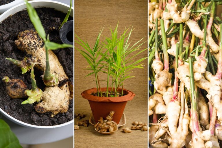 Použitý kořen zázvoru v květináči: jak přiměje rostlinu kvést dvakrát rychleji