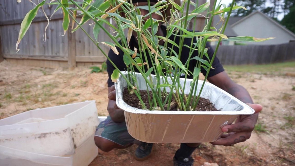 Použitý kořen zázvoru v květináči: jak přiměje rostlinu kvést dvakrát rychleji - image 2
