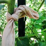 Používejte starý nylon punčochu na semenáčky: chrání je před škůdci