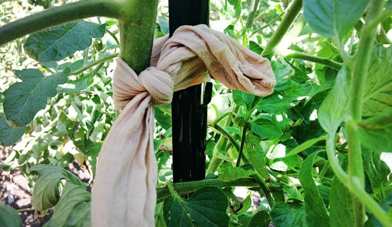 Používejte starý nylon punčochu na semenáčky: chrání je před škůdci