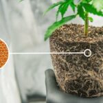 Proč květináři vždy přidávají med do půdy při transplantaci