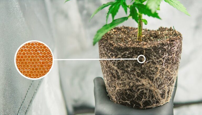 Proč květináři vždy přidávají med do půdy při transplantaci