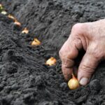 Proč zahradníci vždy přidávají sůl při sázení cibule – bývalý provozovatel skleníku prozrazuje