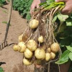 Profesionální květináři odhalují: jediná chyba, kterou dělají začátečníci s bramborami