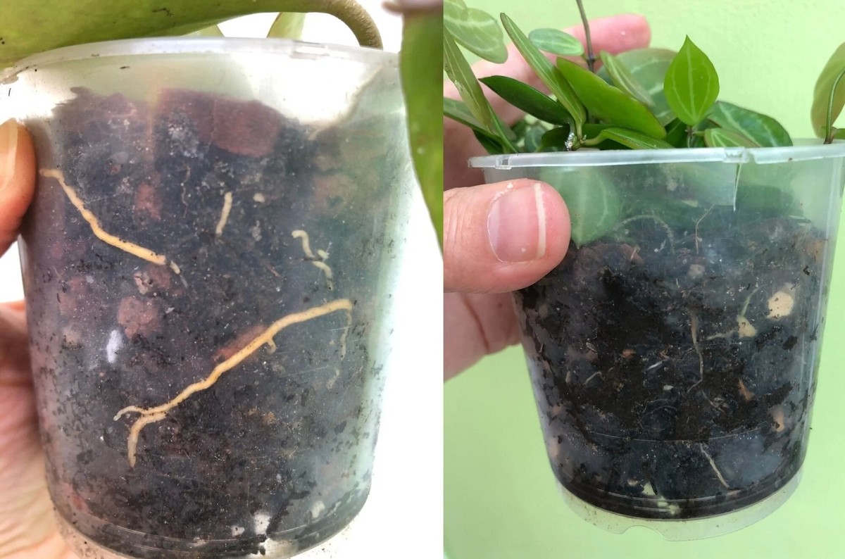 Průhledný sáček v květináči změní způsob vaší péče o rostliny