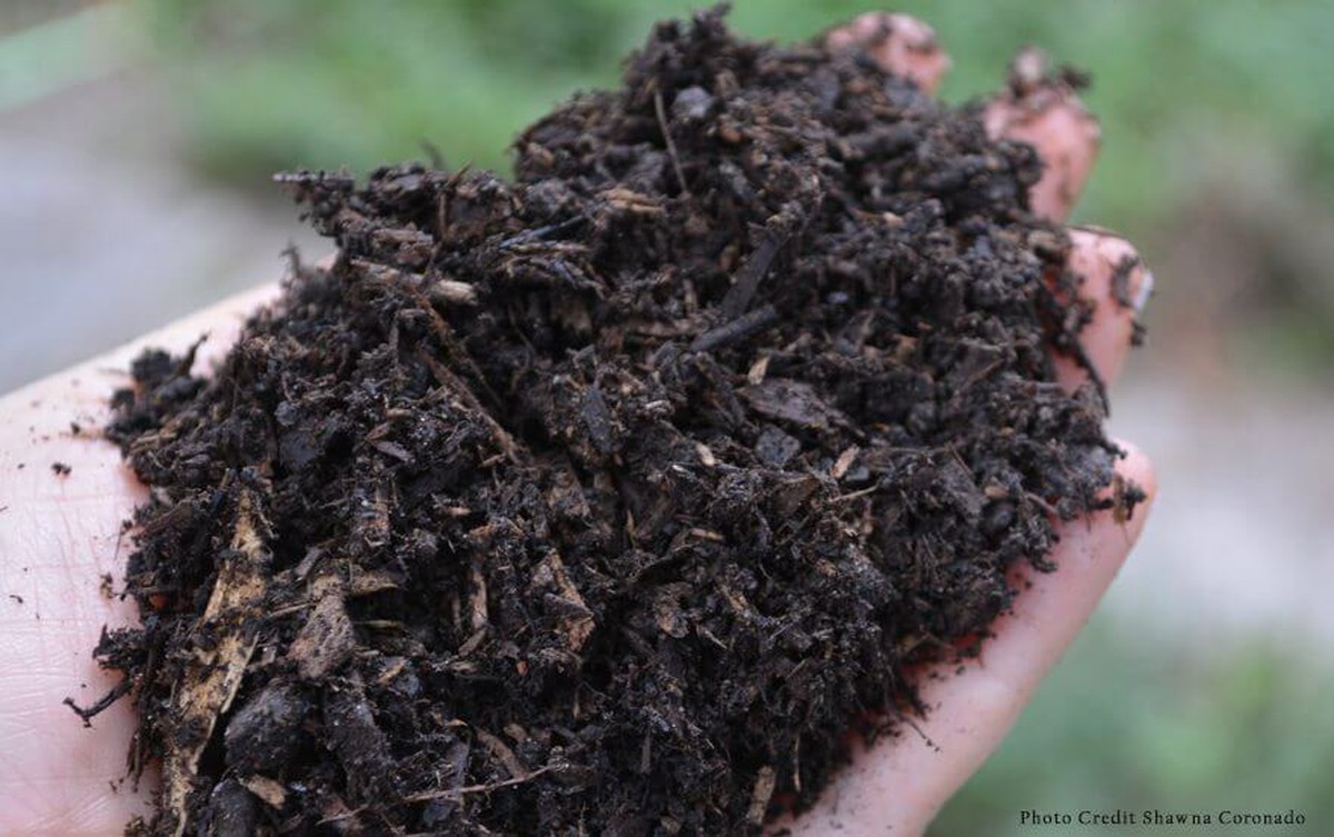 Rozbitý hřebík v zemi? Zahradníci ho tam záměrně nechávají - zde je důvod - image 1