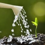 Sadbaři varují: nikdy nescéděte rostliny v tento den týdne