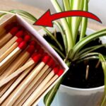 Sirky v květináči? Starý selský trik proti hmyzu na květech