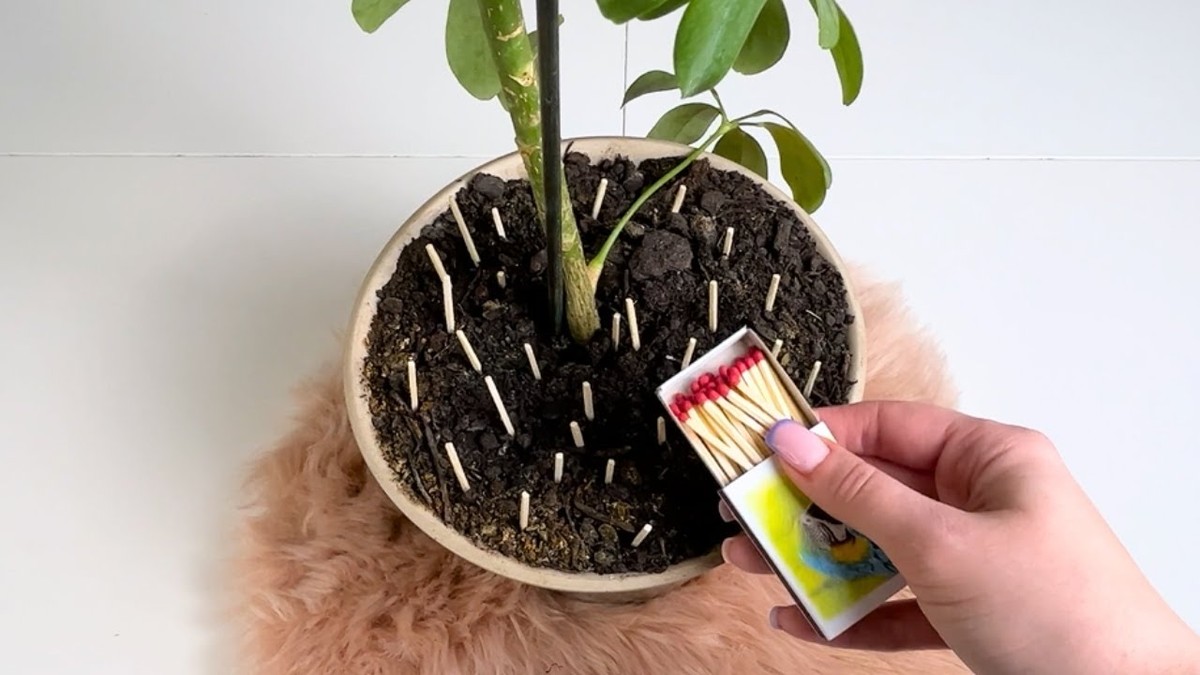 Sirky v květináči? Starý selský trik proti hmyzu na květech - image 1