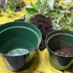 Školitelé v pěstování odhalují: jedinou chybu při přesazování rostlin