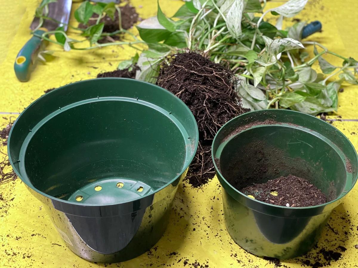 Školitelé v pěstování odhalují: jedinou chybu při přesazování rostlin