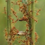 Skořice kolem rostlin: jak se zbavit mravenců bez chemie za pár korun