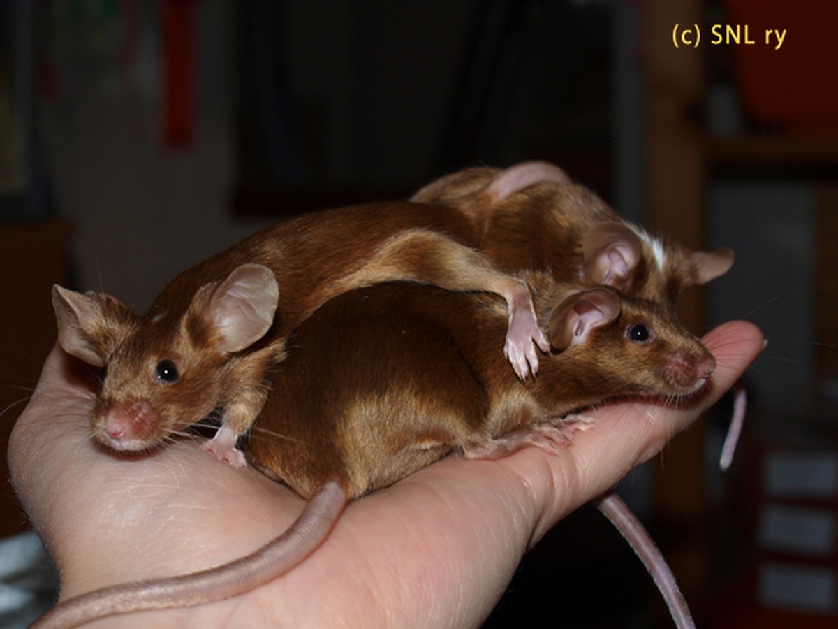 Skořice na půdě proti myším – starý trik, který funguje lépe než pasti