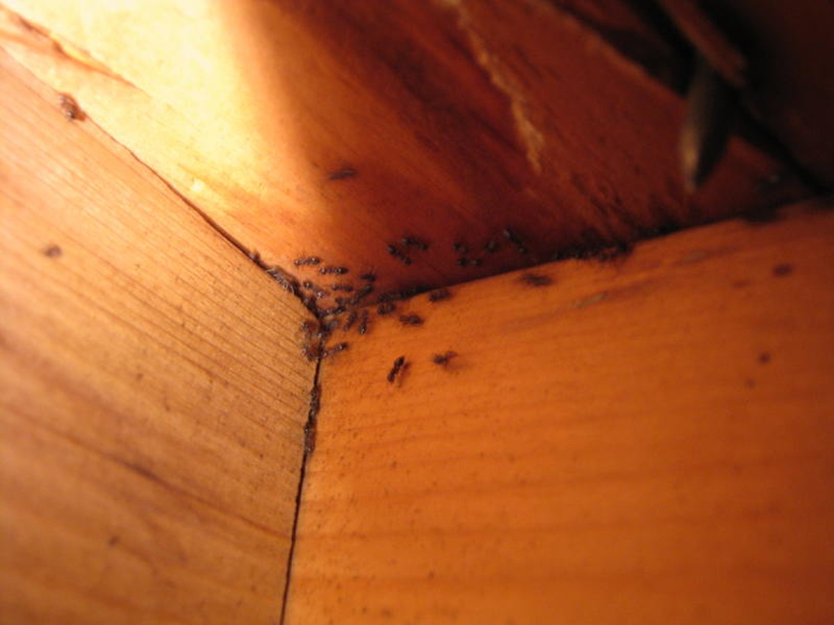 Skořice na půdu: jak zastavit mravence bez chemie za pár korun - image 1