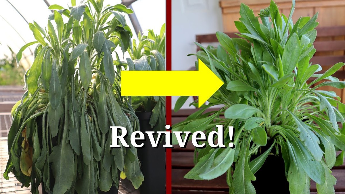 Skořice v půdě: jednoduché řešení proti květinám, které usychají - image 2