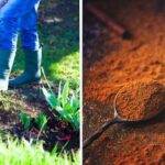 Skořice v půdě proti škůdcům? Starý truco, který funguje lépe než chemie