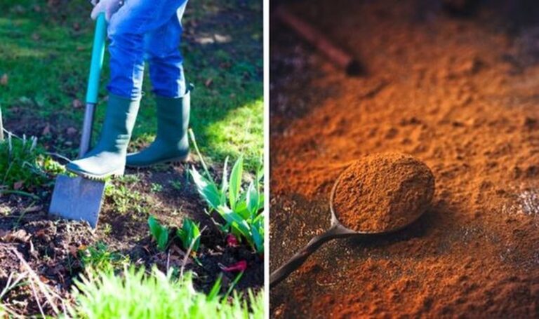 Skořice v půdě proti škůdcům? Starý truco, který funguje lépe než chemie