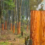 Skořicový prach na stromcích: Jak na pár haléřů zabránit hmyzu v únoru