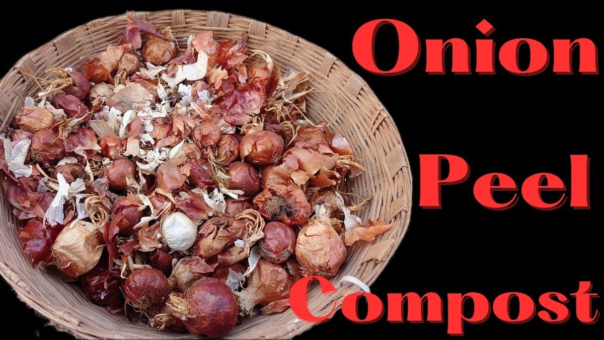 Slupka od cibule je nejlepší přírodní hnojivo – a všichni ji vyhazují - image 1